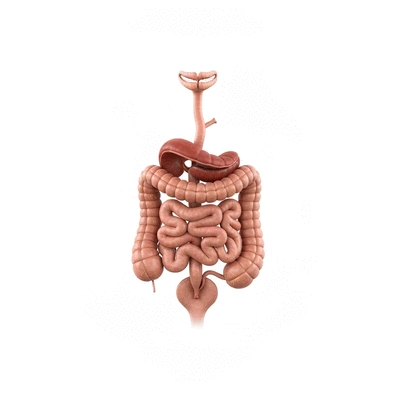 Detailed illustration of the human digestive system with organs highlighted
