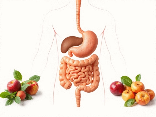 How the Digestive System Works: A Simple Guide to Digestive Health